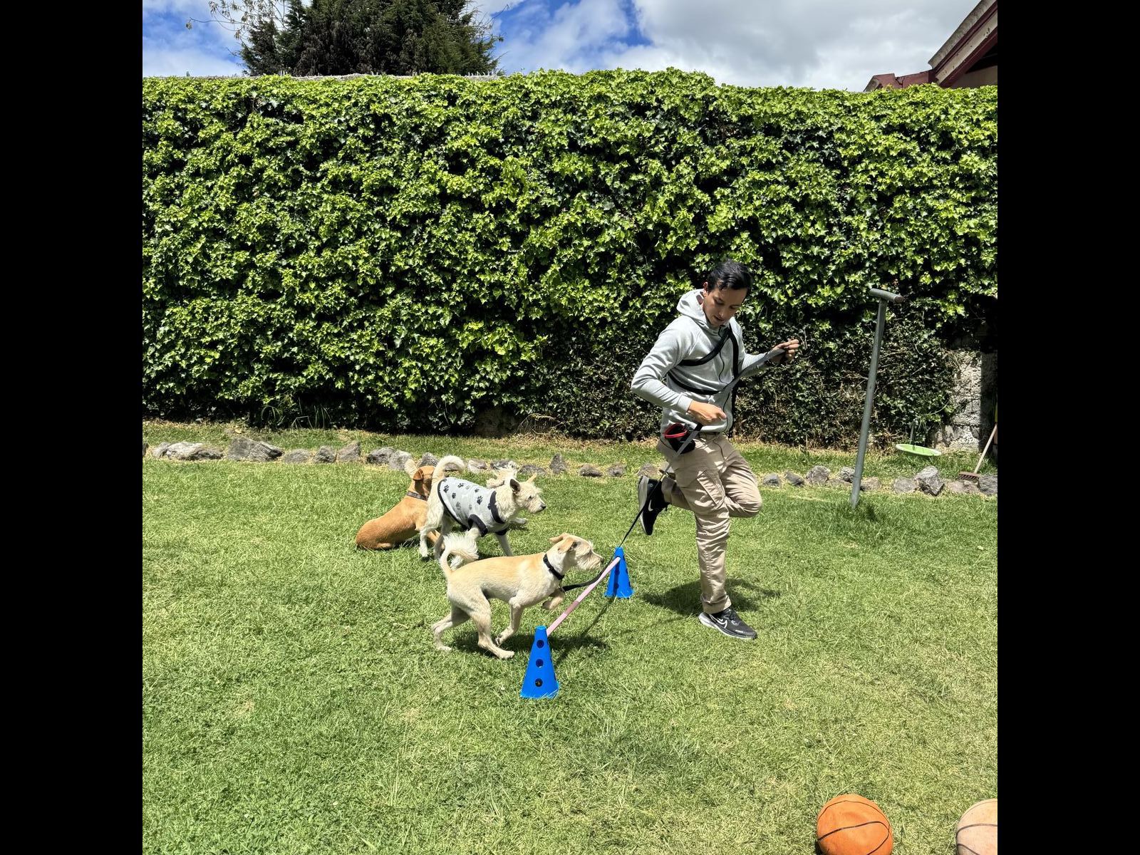 Grupo de perritos en sesión de adiestramiento grupal