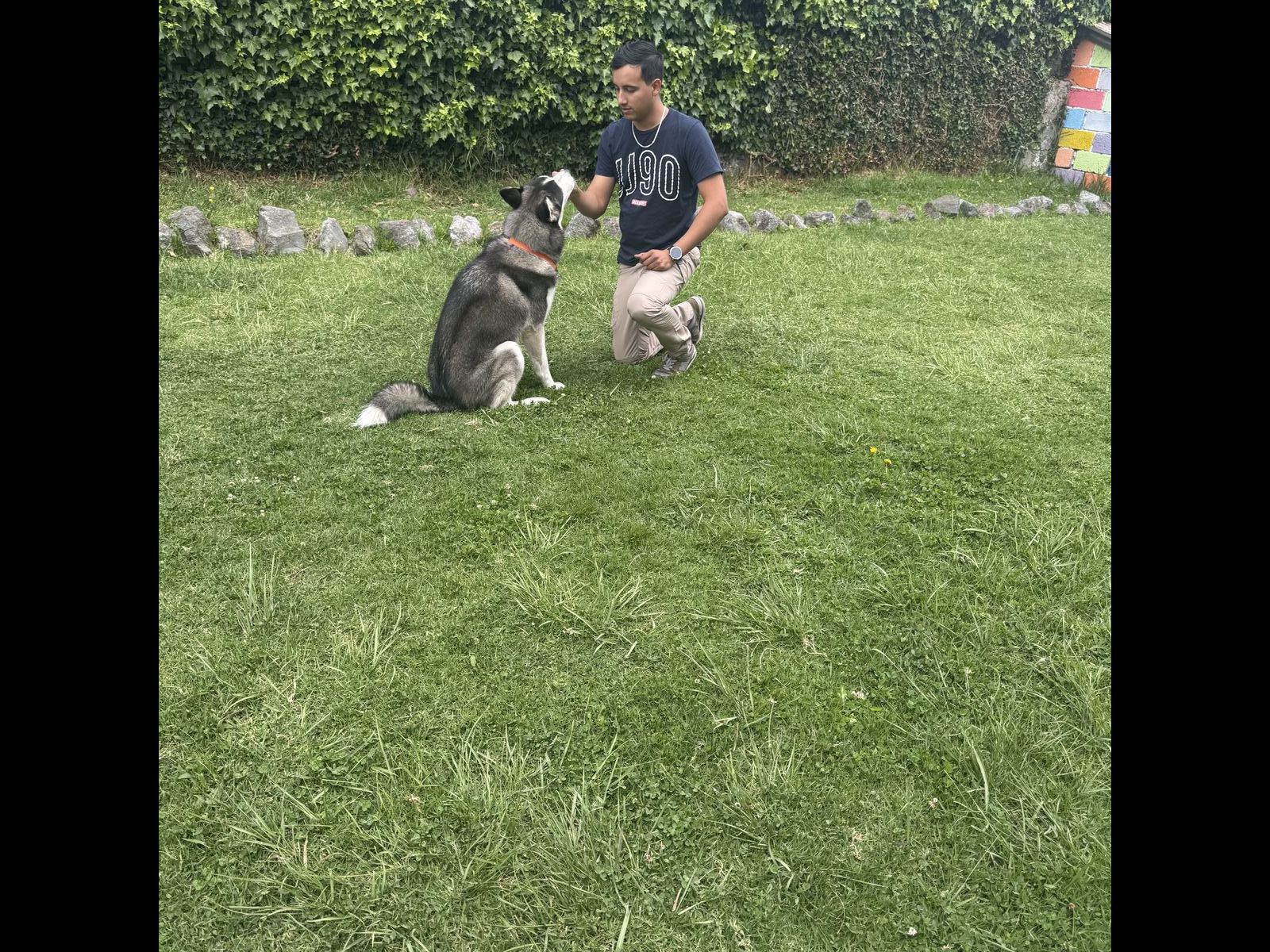 Perrito en sesión de adiestramiento