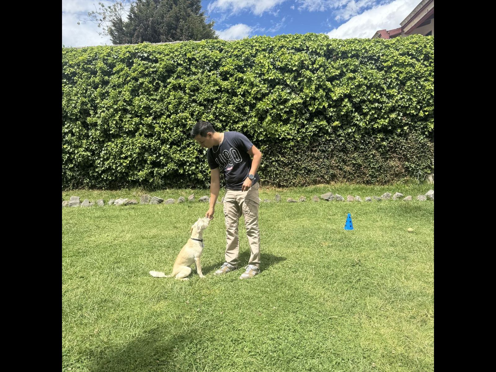 Pug y husky jugando en el jardín