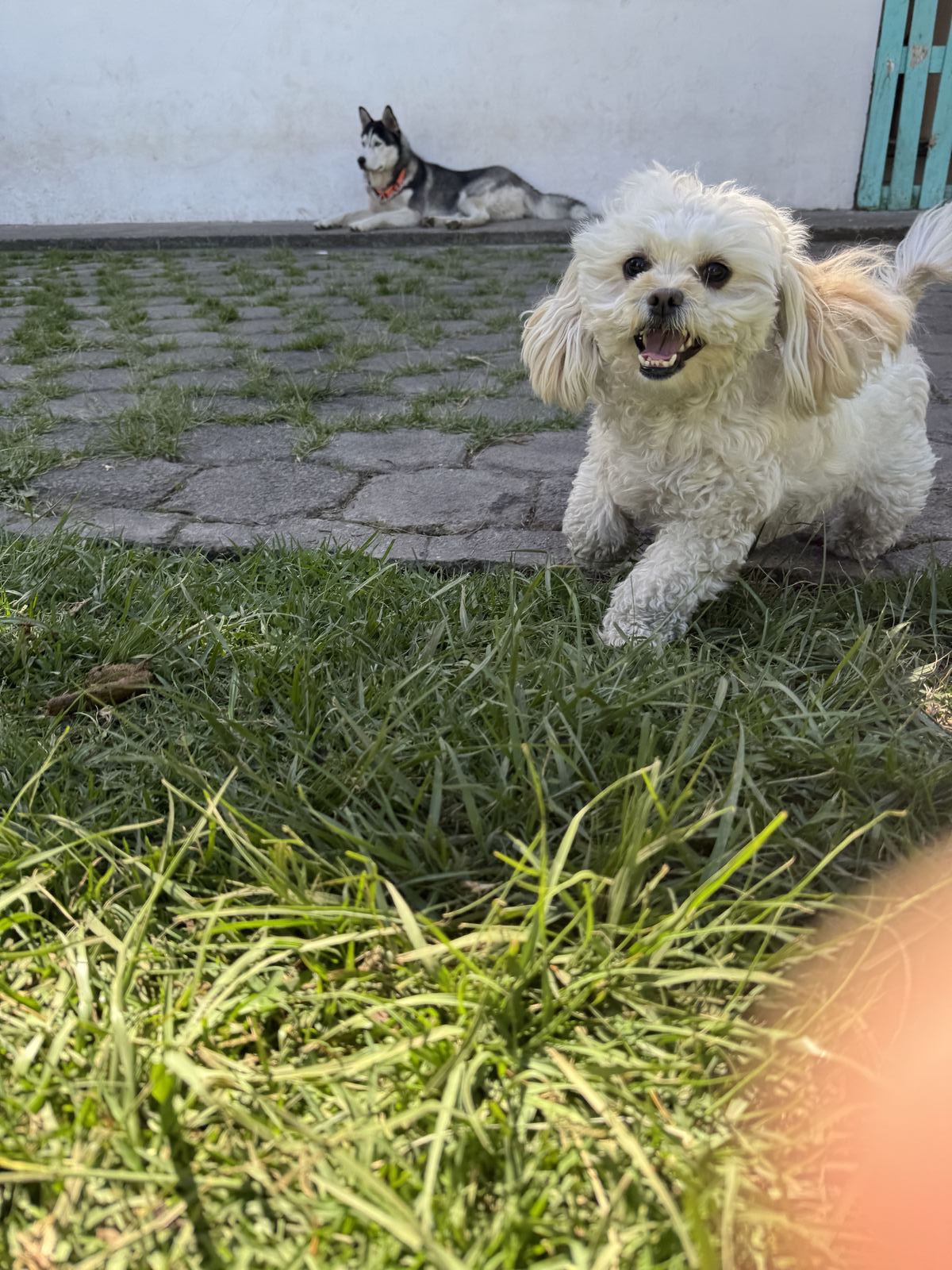 Caniche corriendo en el jardín de guardería